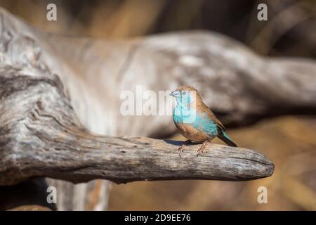 Cordonbleu croisé sur une bûche dans le parc national Kruger, Afrique du Sud ; famille de espèces Uraeginthus angolensis d'Estrildidae Banque D'Images