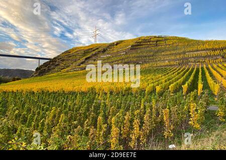 Winningen, Allemagne. 03ème novembre 2020. Vignes et vignobles dans l'ambiance d'automne dans les vignobles de la Moselle. Winningen; 03/11/2020 | usage dans le monde crédit: dpa/Alamy Live News Banque D'Images