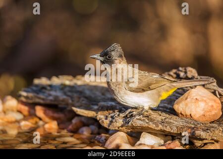 Bulbul à capuchon foncé debout au trou d'eau dans le parc national Kruger, Afrique du Sud ; espèce Pycnonotus tricolor famille de Pycnonotidae Banque D'Images