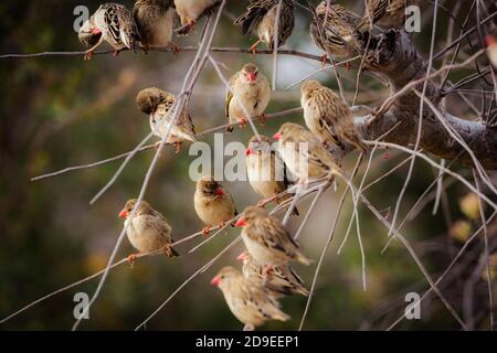 Troupeau de Quéléas à bec rouge dans un arbuste du parc national Kruger, Afrique du Sud ; famille de Ploceidae de Specie Quelea Banque D'Images