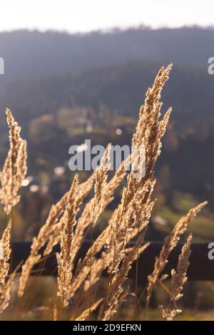 Pampas herbe sur le fond de la lumière du soleil dans les montagnes Banque D'Images