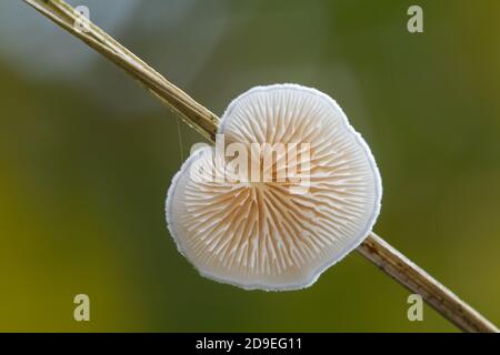 Petit champignon, un Oylivre variable, Crepidotus variabilis, poussant sur une lame morte d'herbe Banque D'Images