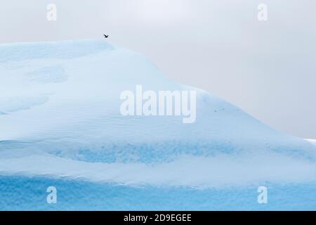 Gros plan d'un iceberg colossal dans l'océan Arctique. Glace recouverte de neige de couleur bleue et blanche. Disko Bay, Ilulissat, Groenland. Banque D'Images