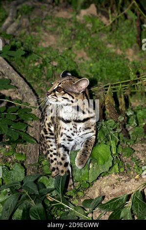 Chat MARGAY leopardus wiedi, adulte Banque D'Images