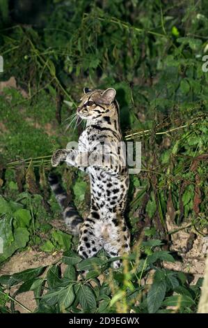 MARGAY CAT LEOPARDUS WIEDI, FEMELLE DEBOUT SUR LES PATTES ARRIÈRE Banque D'Images