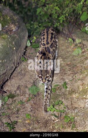 Chat MARGAY leopardus wiedi, adulte Banque D'Images