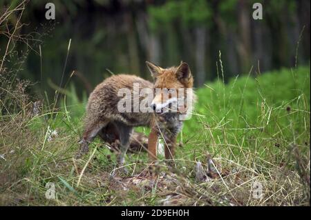 Le Renard roux Vulpes vulpes, adulte tuant un faisan commun, NORMANDIE EN FRANCE Banque D'Images