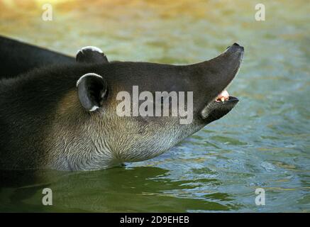 LE TAPIR DE BAIRD, TAPIRUS BAIRDII, ADULTE DANS L'EAU, SENTANT L'AIR Banque D'Images