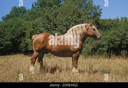POSTIER BRETON, chevaux de trait, ÉTALON DEBOUT SUR L'HERBE Banque D'Images