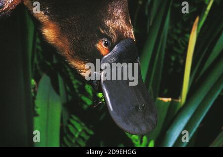 PLATYPUS ORNITHORHYNCHUS ANATINUS, GROS PLAN DU BEC, AUSTRALIE Banque D'Images