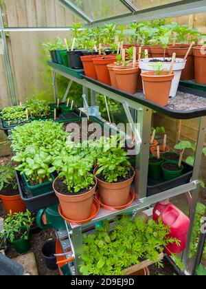 Mise en scène en serre avec basilic, roquette, feuilles de salade assorties, et plantules de piment et de poivre sucré poussant dans des plateaux de semences et des pots au printemps. Banque D'Images