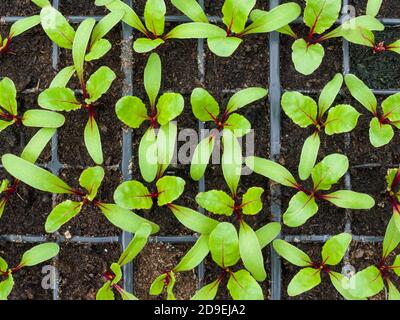 Plantules de betteraves nouvellement germées qui poussent en modules. Banque D'Images