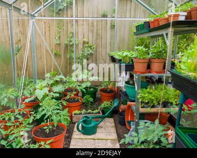 Diverses jeunes plantes, dont des tomates, des concombres et des feuilles de salade, poussent en pots dans la serre d’un jardinier amateur au printemps. Banque D'Images