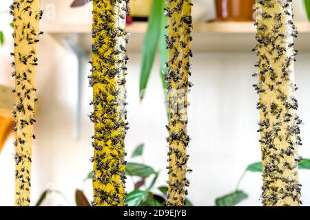 Pièges adhésifs jaunes pour mouches, attrape-insectes pour la