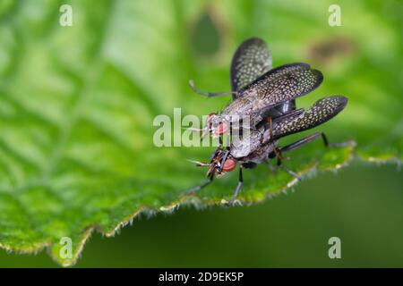 Melierte Schneckenfliege, Schneckenfliege, Paarung, Kopulation, Kopula, Pärchen, Coremacera marginata, mouche à tuer les escargots, mouche à tuer les escargots, jumelage, Banque D'Images