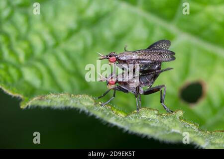 Melierte Schneckenfliege, Schneckenfliege, Paarung, Kopulation, Kopula, Pärchen, Coremacera marginata, mouche à tuer les escargots, mouche à tuer les escargots, jumelage, Banque D'Images