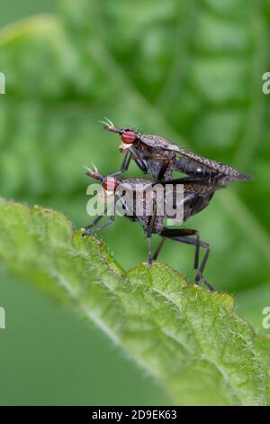 Melierte Schneckenfliege, Schneckenfliege, Paarung, Kopulation, Kopula, Pärchen, Coremacera marginata, mouche à tuer les escargots, mouche à tuer les escargots, jumelage, Banque D'Images
