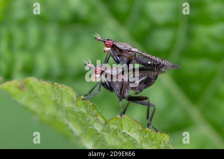 Melierte Schneckenfliege, Schneckenfliege, Paarung, Kopulation, Kopula, Pärchen, Coremacera marginata, mouche à tuer les escargots, mouche à tuer les escargots, jumelage, Banque D'Images