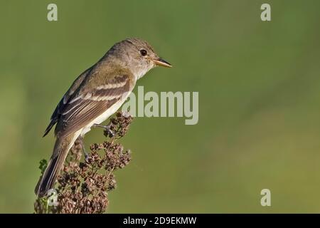 Un Moucherolle de saule, Empidonax traillii, perché sur le Bush Banque D'Images