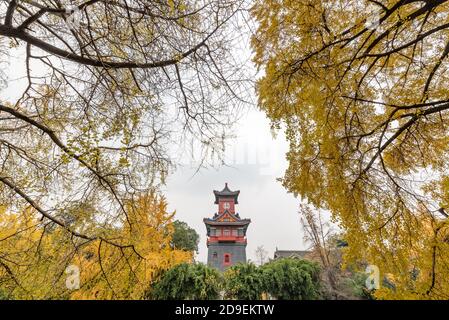 Chengdu, province du Sichuan, Chine - 7 décembre 2019 : Tour d'horloge dans le campus de médecine de l'Université de Huaxi Sichuan avec des arbres gingko jaunes au premier plan Banque D'Images