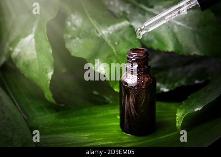 essence à base de plantes. médecine alternative. huile essentielle tombant de la pipette à la bouteille sur fond de feuille Banque D'Images