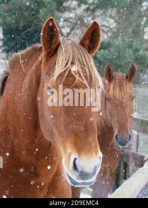 Deux chevaux Suffolk Punch dans une forte chute de neige. Banque D'Images