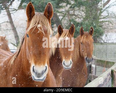 Trois chevaux de Suffolk Punch dans une forte chute de neige. Banque D'Images