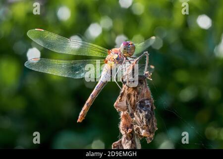 Dragonfly - adulte mature Femme Common Darter au repos une tête de fleur morte Banque D'Images