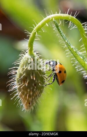Coccinelle orange et noire grimpant un coquelicot dans Un jardin de campagne anglais Banque D'Images