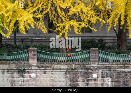 Chengdu, province du Sichuan, Chine - 1er décembre 2019 : une femme chinoise marchant sur le fleuve Jinjiang sous des gingko jaunes en automne Banque D'Images