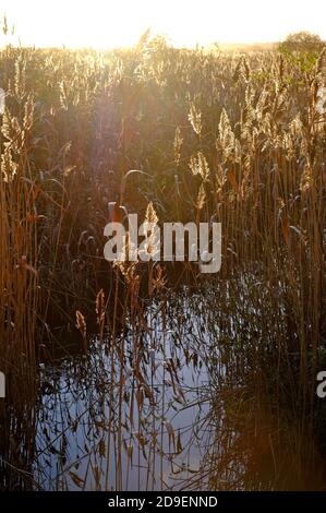 roseaux rétroéclairés aux rayons du soleil, réserve naturelle de holkham, nord de norfolk, angleterre Banque D'Images