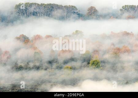 Couleurs d'automne dans la forêt brumeuse au lever du soleil Banque D'Images