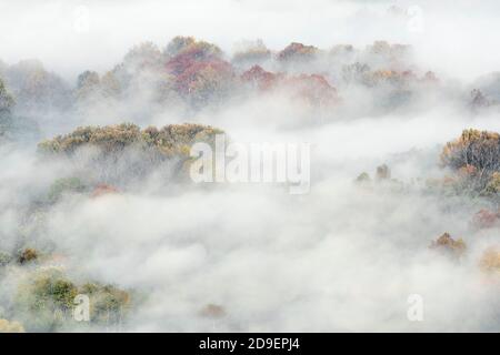 Couleurs d'automne dans la forêt brumeuse au lever du soleil Banque D'Images