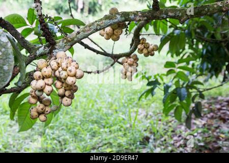 Langsat ou lanzones fruit sur la tige de l'arbre au verger Banque D'Images