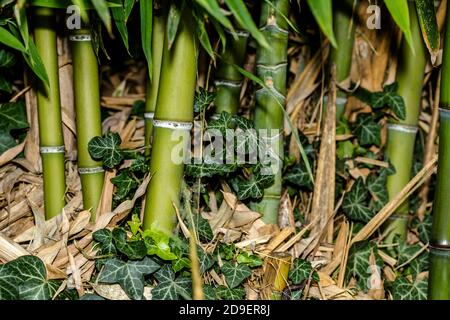 Bambou vert dans le jardin. Banque D'Images