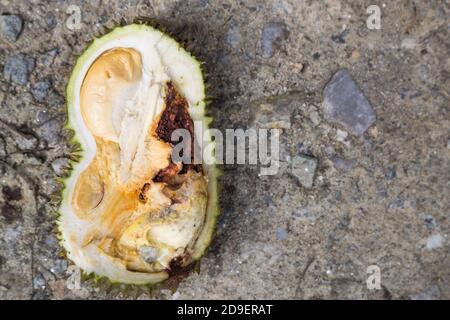 Gros plan de fruits duriens pourris, infestés par les insectes et les ravageurs Banque D'Images