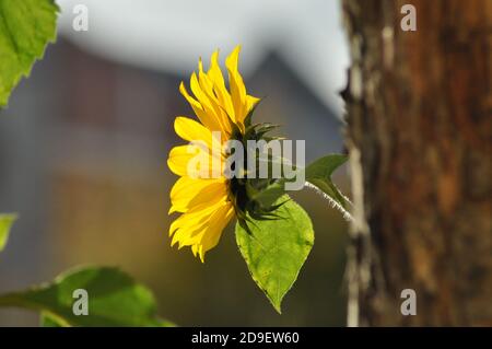 Tournesol dans les rayons de soleil de l'automne dernier Banque D'Images