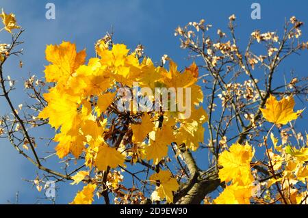 Herbsblätter dans le détroit de Sonnenschein - feuilles d'automne jaunes au soleil éclatant Banque D'Images