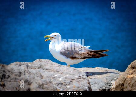 Mouette sur les rochers près de la mer Banque D'Images