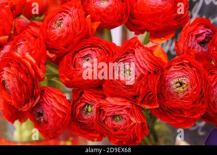 Rose pivoine Misty bulles. Bouquet de fleurs de roses rouges dans vase en verre Banque D'Images