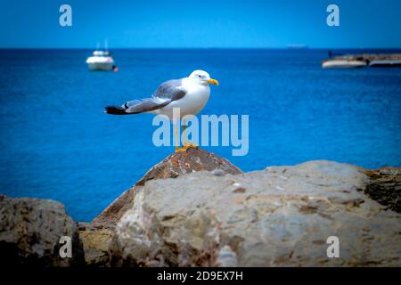 Mouette sur les rochers près de la mer Banque D'Images