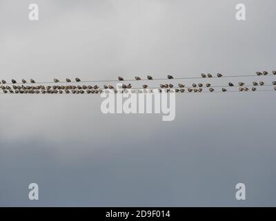 Un troupeau d'étoiles (sturnus vulgaris) se sont rassemblés sur des fils de télégraphe prêts pour une murmuration Banque D'Images