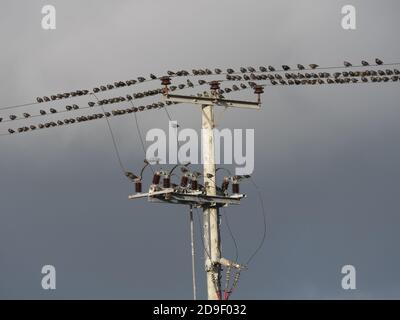 Un troupeau d'étoiles (sturnus vulgaris) se sont rassemblés sur des fils de télégraphe prêts pour une murmuration Banque D'Images