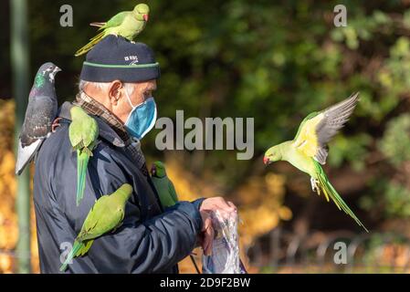 Westminster, Londres, Royaume-Uni. 5 novembre 2020. Beaucoup de gens choisissent de faire de l'exercice dans les parcs de Londres dans l'après-midi d'automne brillant du premier jour du deuxième confinement au Royaume-Uni. Les perruches vertes qui ont fait de Londres leur maison ces dernières années sont attirées par les gens qui les nourrissent. Homme âgé avec un oiseau sur la tête et l'épaule, avec un pigeon essayant de se joindre Banque D'Images