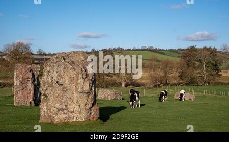 Champ de cercle de pierre néolithique à Stanton Drew, Bristol, Somerset Royaume-Uni, avec des vaches paître près des pierres anciennes. Banque D'Images