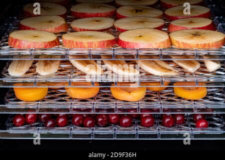 Sèche-linge électrique pour déshydrater des produits avec chargement horizontal de palettes à porte ouverte. Il y a des pommes, des bananes, des abricots et des cerises Banque D'Images