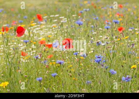 Prairie de fleurs sauvages plantée sur un terrain en jachère à Liverpool par des résidents Banque D'Images