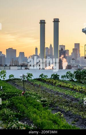 États-Unis, NYC, Brooklyn Grange, bâtiment n°3, Brooklyn Navy Yard.toit de 65,000 pieds carrés (12e étage) légumes biologiques cultivés sur le toit. Banque D'Images