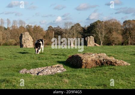 Champ de cercle de pierre néolithique à Stanton Drew, Bristol, Somerset Royaume-Uni, avec des vaches paître près des pierres anciennes. Banque D'Images