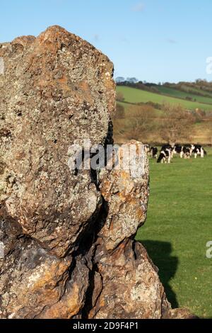 Champ de cercle de pierre néolithique à Stanton Drew, Bristol, Somerset Royaume-Uni, avec des vaches paître près des pierres anciennes. Banque D'Images